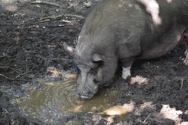 羽毛球作为 羽毛球作为